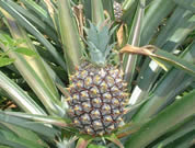 �p�C�i�b�v��